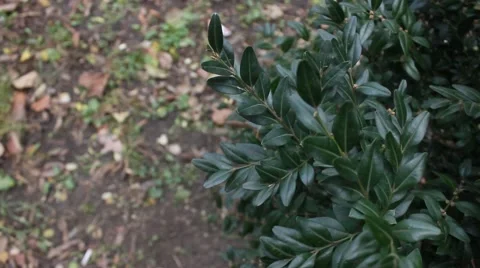 Buxus leaves Stock Footage 43943135