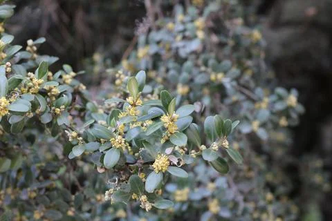 Buxus sempervirens 2 Stock Photos