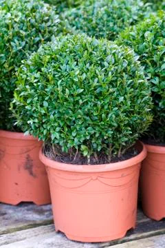 Buxus sempervirens Stock Photos