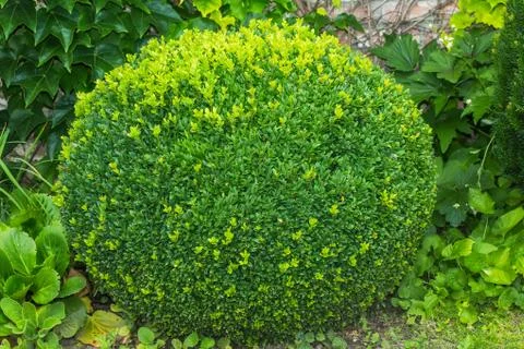 Buxus sempervirens. Stock Photos