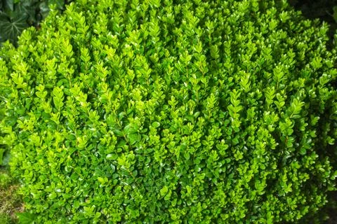 Buxus sempervirens Stock Photos