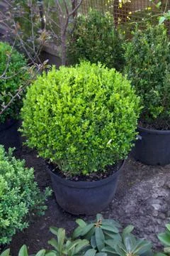 Buxus sempervirens Stock Photos