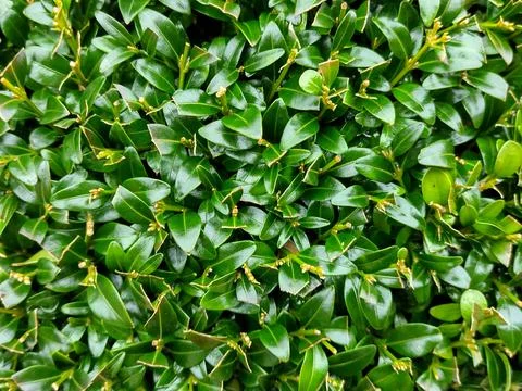 Buxus sempervirens plant - macro view Photos