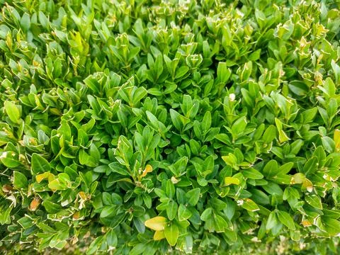 Buxus sempervirens plant - macro view Stockfoto's