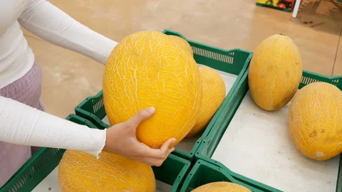 Buyer takes melon. Stock Footage 157538252
