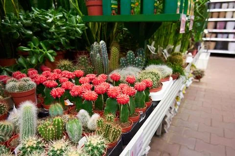 Buying cacti in the store Stock Photos