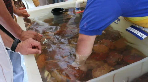 Buying Fresh Crab Stock Footage 664384