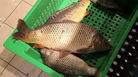 Buying fresh fish Stock Footage 85363209