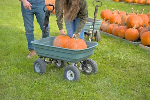 Buying Pumpkins Stock Photos