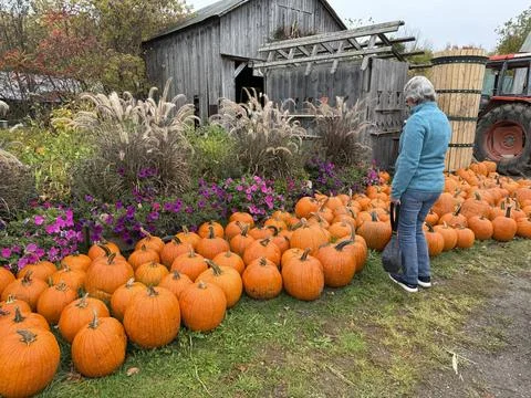 Buying Pumpkins Stock Photos