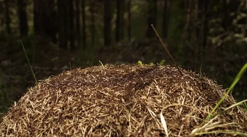 Buzy Anthill with Thousands of Ants Timelapse 4K Stock Footage 63601367
