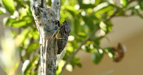 Buzz of a cicada. Stock Footage 106875547