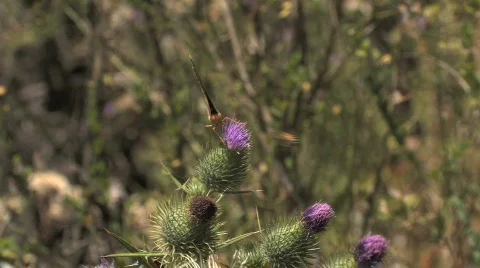 Buzz Off Video stock 612437