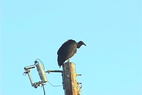 Buzzard 1 Video stock 269570