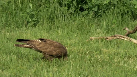 Buzzard 1b Buteo buteo feeding Stock Footage 148507156