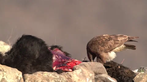 Buzzard and cow calf carcass, wildlife. Bird feeding behaviour in rocky mountain Stock Footage 169275136