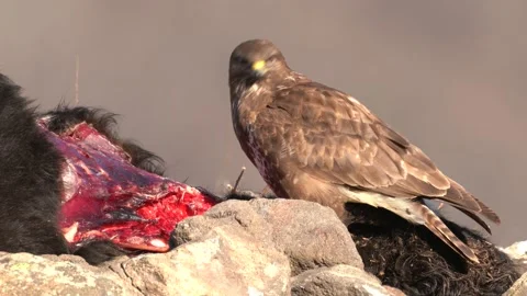 Buzzard and cow calf carcass, wildlife. Bird feeding behaviour in rocky mountain Stock Footage 169276044