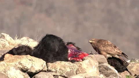 Buzzard and cow calf carcass, wildlife. Bird feeding behaviour in rocky mountain Stock Footage 169276295