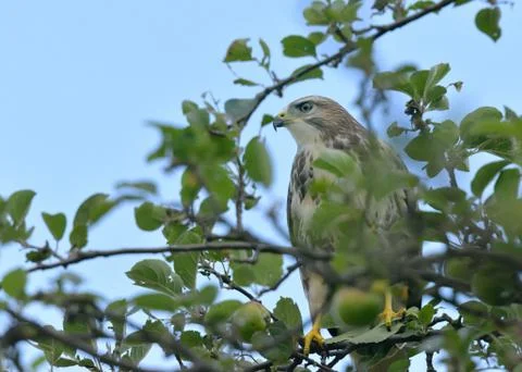 Buzzard in the apple tree Stock Photos