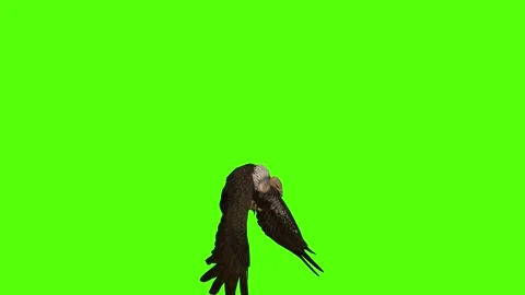 Buzzard Attack claws Green Screen Animation 4K Rendering Stock Footage 295557212