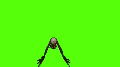Buzzard Attack claws Green Screen Animation 4K Rendering Stock Footage 295557227