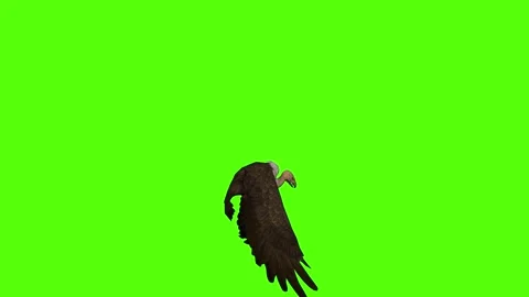 Buzzard Attack claws Green Screen Animation 4K Rendering Stock Footage 295557267