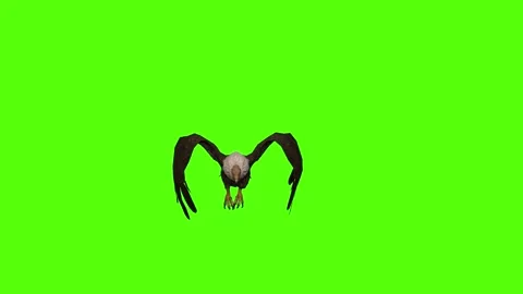 Buzzard Attack Green Screen Animation 4K Rendering Stock Footage 295557248