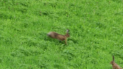 Buzzard attacks european hare on summer meadow Stock Footage 311154677