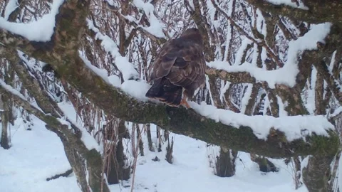 Buzzard balances on snow covered branch. Isle of Skye Stock-Footage 237161783
