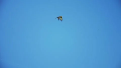 Buzzard Being Mobbed By Crow In Flight Stock Footage 331139312