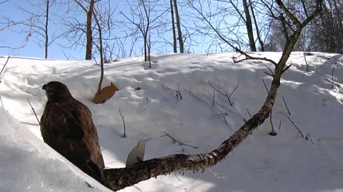 Buzzard on a birch branch,  small bird layout Stockbeeldmateriaal 150176739