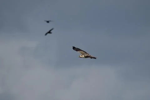 Buzzard bird in flight with wings spread wide near to Oss, Netherlands Stock Photos