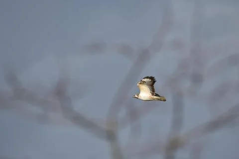 Buzzard bird in mid flight behind branches of a tree close to Oss, Netherlands Stock Photos