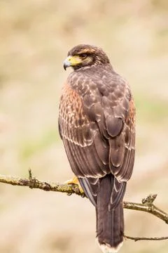Buzzard bird Stock Photos