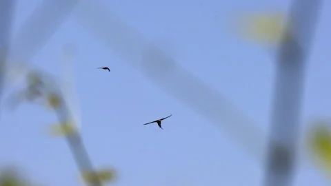 Buzzard bird with prey in its beak 스톡 동영상 233718267