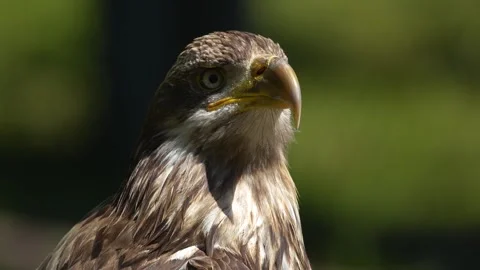 A buzzard bird sitting Stock Footage 274238584