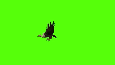 Buzzard Bite Green Screen Animation 4K Rendering Stock Footage 295557142