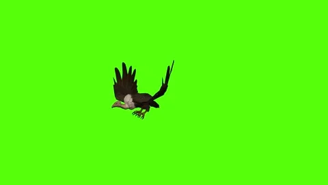 Buzzard Bite Green Screen Animation 4K Rendering Stock Footage 295557143