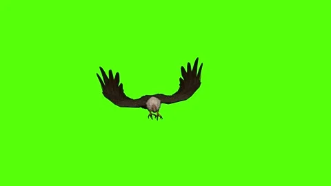Buzzard Bite Green Screen Animation 4K Rendering Stock Footage 295557169