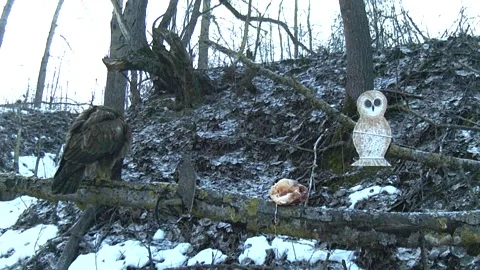 Buzzard on a branch attacks a mock owl Stock-Footage 150108233