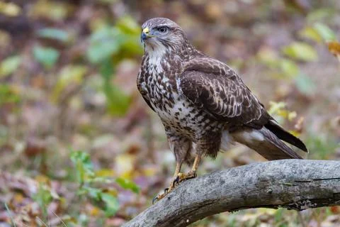 Buzzard on a branch of a forest clearing Stock Photos