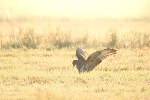 Buzzard Buteo buteo catch a prey during a foggy sunset Stock Photos
