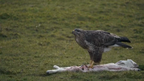 Buzzard buteo buteo feeding dead lamb Video stock 87092820