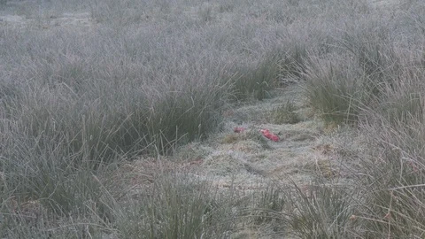 Buzzard Buteo buteo flies down to bait in frsted field and feeds Stock Footage 108054240
