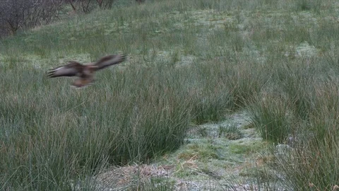 Buzzard Buteo buteo flies in to feed on carrion amongst rushes on frosty day Video stock 108071304