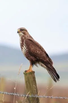 Buzzard (Buteo buteo) perched on a post Stock Photos