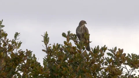 Buzzard Buteo buteo perching in top of oak tree Stock Footage 108059085