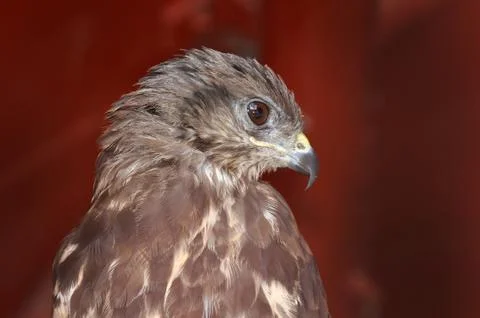 Buzzard, Buteo buteo Stock Photos