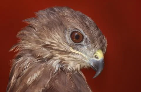 Buzzard, Buteo buteo Stock Photos