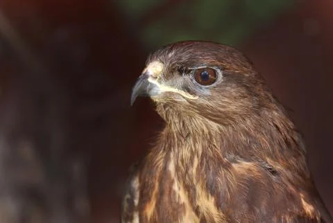 Buzzard, Buteo buteo Stock Photos